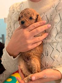 Cuccioli di barboncino