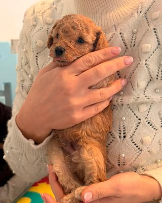 Cuccioli di barboncino