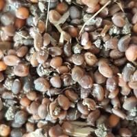 Semente Rucola Selvatica 1 etto