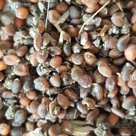 Semente Rucola Selvatica 1 etto