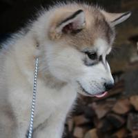 Cuccioli Alaskan Malamute - Linee USA/Russia