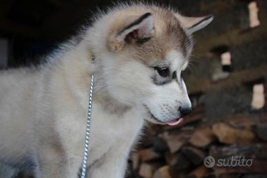 Cuccioli Alaskan Malamute - Linee USA/Russia