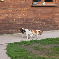 Jack Russell Zampa corta pelo corto