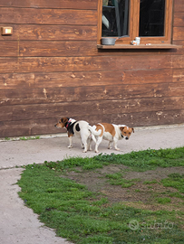 Jack Russell Zampa corta pelo corto