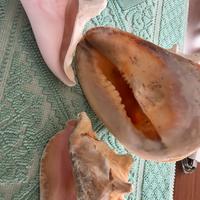 Conchiglie da Collezione