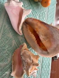 Conchiglie da Collezione