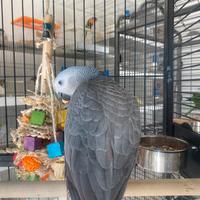 Pappagallo cenerino coda rossa