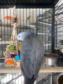 Pappagallo cenerino coda rossa