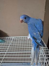 Pappagalli colorati parlanti affettuosi