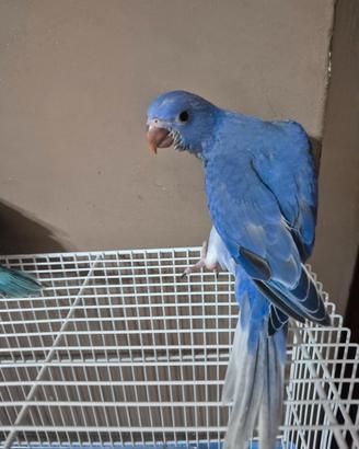 Pappagalli colorati parlanti affettuosi