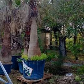 Palma hl 4mt + e diversi esemplari