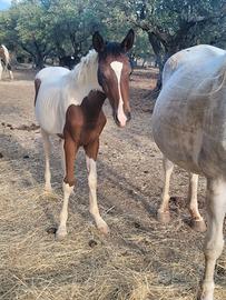 Cavalla Appaloosa & Puledra Paint