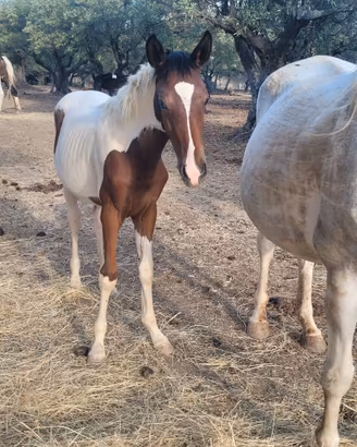 Cavalla Appaloosa & Puledra Paint