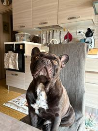 BULLDOG FRANCESE per monta