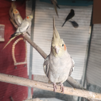 Calopsite Gioiosa Marea