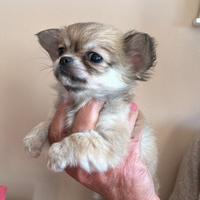 Chihuahua taglia piccola