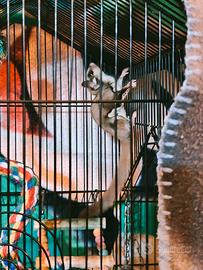 Petauro dello zucchero