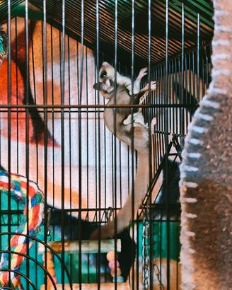 T Shirt Design Facilmente Distratto Dalla Mucca Con Mucca Sorridente E Sfondo Grigio