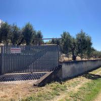 Oliveto cori (lt)