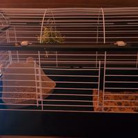 gabbia per coniglio o piccoli animali