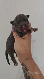 American pitbull terrier