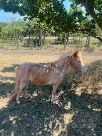 Pony femmina 3 anni