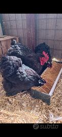 Gallo e gallina cocincina nana nera