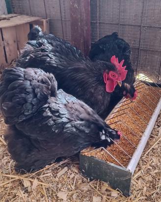 Gallo e gallina cocincina nana nera