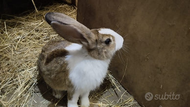 Coniglio olandese