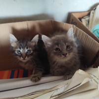 Tre gattini di incrocio di Ancora Turco