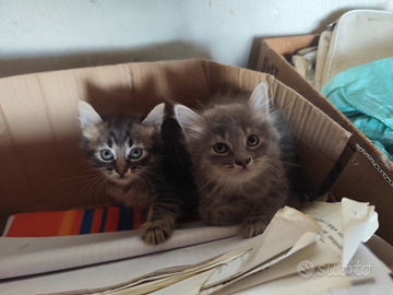 Tre gattini di incrocio di Ancora Turco