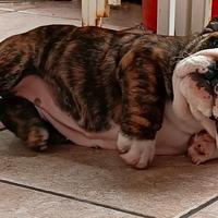 Bulldog inglese enci