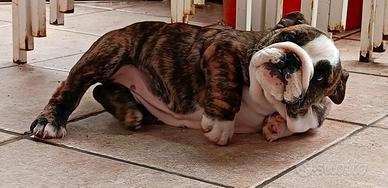 Bulldog inglese enci
