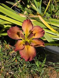 iris "la stupenda" laghetto 