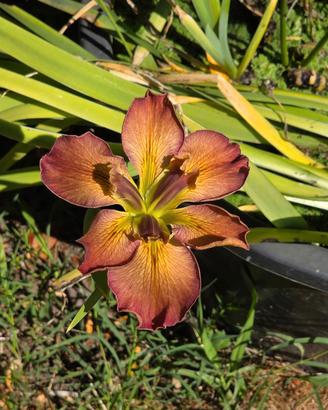 iris "la stupenda" laghetto 
