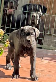 Cucciola cane corso