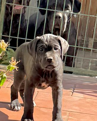 Cucciola cane corso
