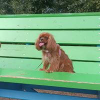 Monta di cavalier king con pedigree