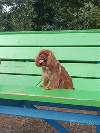 Monta di cavalier king con pedigree