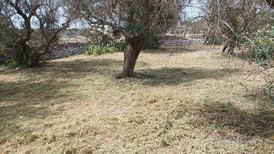 Terreno agricolo