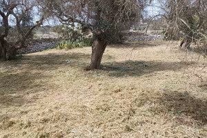 Terreno agricolo