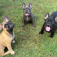 Cuccioli bulldog francese