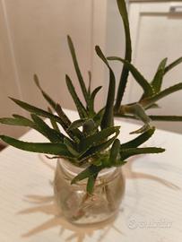 Pianta di Aloe Arborescensis 