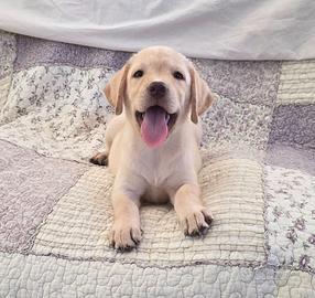 Labrador cuccioli occhi verdi pedigree ENCI