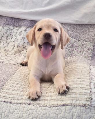 Labrador cuccioli occhi verdi pedigree ENCI