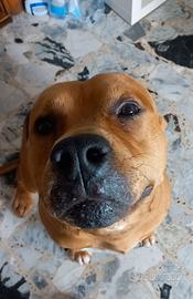 Pitbull
