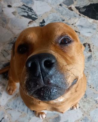 Pitbull
