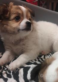 Chihuahua maschio pedigree