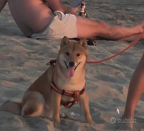 Shiba inu maschio 11 mesi per accoppiamento