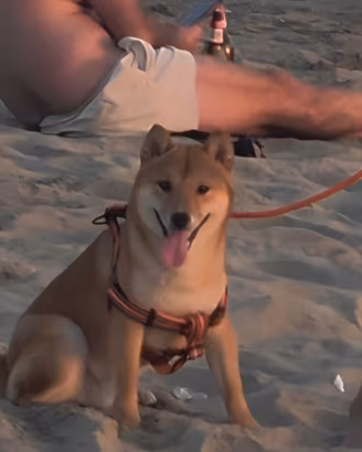 Shiba inu maschio 11 mesi per accoppiamento